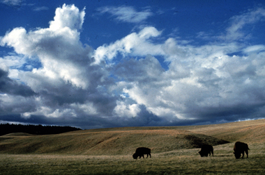 Bison roaming on mixed grass prairie - a type of <a
  href="/earth/grassland_eco.html&edu=high">grassland</a>
  - at Wind Cave National Park (U.S.). Over one quarter of the Earth's surface
  is covered by grasslands. Grasslands are found on every continent except <a
  href="/earth/polar/polar_south.html&edu=high">Antarctica</a>,
  and they make up most of Africa and Asia. Grasslands develop where there
  isn't enough rain for <a
  href="/earth/forest_eco.html&edu=high">forests</a>
  but there is too much rain for <a
  href="/earth/desert_eco.html&edu=high">deserts</a>.
  Grasslands are filled with - you guessed it - grass.<p><small><em>        National Park Service</em></small></p>