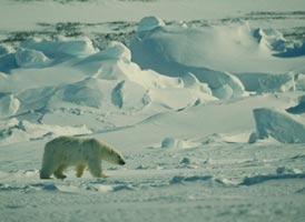 A polar bear in a figid landscape.