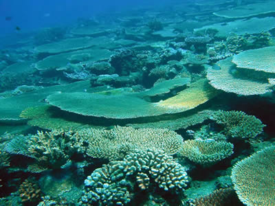 Coral animals build reefs in warm, tropical seawater. However, <a href="/earth/changing_planet/ocean_temperatures_intro.html&edu=high">seawater can be too warm</a> for their liking.  If waters get too warm, coral animals lose the algae that live within their little bodies, a process called coral bleaching. Without the algae, corals have less nutrition. Unless cooler temperatures return, allowing algae to
 return, the coral dies.<p><small><em>Credit: UNC</em></small></p>