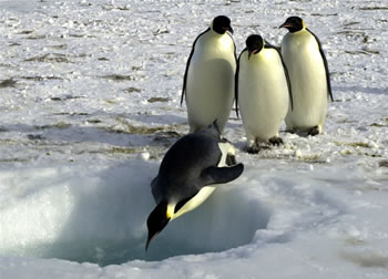 A group of
  Emperor penguins wait their turn to dive into the ocean near <a
  href="/people/postcards/jean_pennycook_11_29_0.html&edu=elem">Ross
  Island, Antarctica</a>
  on November 3, 2004.
Emperor penguins routinely dive to 500 meters in
  search of food. Scientists are interested in understanding how they can
  endure the stress of these dives in such an <a
  href="/earth/extreme_environments.html&edu=elem">extreme
  environment</a>.<p><small><em> Image courtesy of Emily Stone,   National Science Foundation</em></small></p>