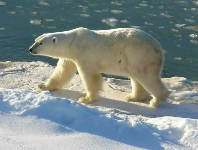 Roaming across Arctic <a
  href="/earth/polar/sea_ice.html&edu=high">sea ice</a>, <a
  href="/earth/polar/polar_bears_jan07.html&edu=high">polar
  bears</a> peer through cracks in the ice to look for ringed seals, their
  favorite food, in the water below. Almost all of a polar bear's food comes
  from the sea. The <a
  href="/earth/polar/sea_ice.html&edu=high">floating sea
  ice</a> is a perfect vantage point for the bears as they hunt for food.
  Unfortunately, the amount of sea ice floating in the <a
  href="/earth/polar/polar_north.html&edu=high">Arctic
  region</a> is shrinking each year, and getting farther apart.<p><small><em>Image courtesy of Ansgar Walk.  Creative Commons Attribution-Share Alike 2.5 Generic license.</em></small></p>