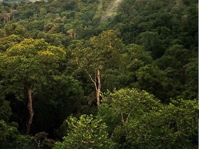 The Mamaiurans are an Amazon Indian tribe that lives in Brazil.  Their legends reflect the dense rainforest they live in, and the abundance of diverse life in their environment.  This photograph is a view of Amazon basin forest north of Manaus, Brazil.<p><small><em>Image courtesy of Phil P Harris. Creative Commons Attribution-Share Alike 2.5 Generic license.</em></small></p>